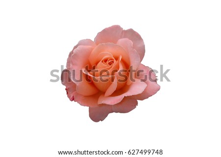 single rose bloom isolated/salmon pink rose/rose with white background
