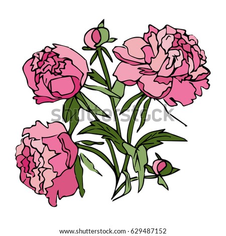  Pink peony flowers. Bouquet of flowers buds and peony leaves