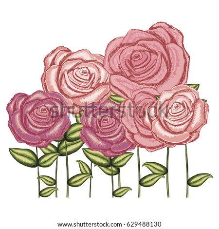 watercolor silhouette with set of roses flowers with stem and leaves vector illustration