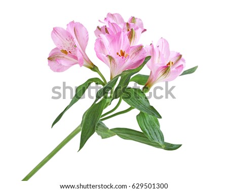 Alstroemeria Lily of the Incas isolated on white background