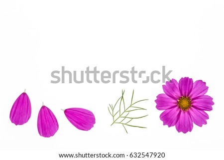pink cosmos flowerhead with petals isolated on white background