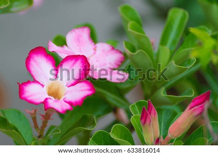 Adenium obesum flower Medicinal Plants in garden.
