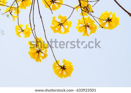 Yellow Flower Bignoniaceae Tree