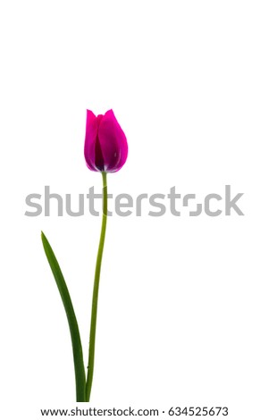 Tulip on a white background.