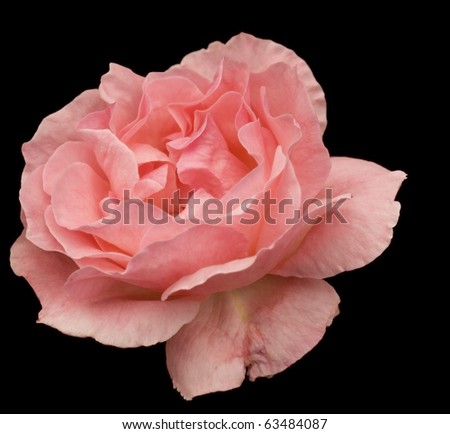 mothers day love with pink rose flower blossom closeup on black  background