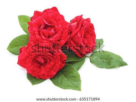 Three red roses isolated on a white background.