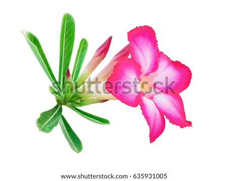 beautiful fresh red Azalea flowers isolated on white background, stack focus added, all objects are in focus.
