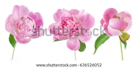 Peony flower set isolated on white background