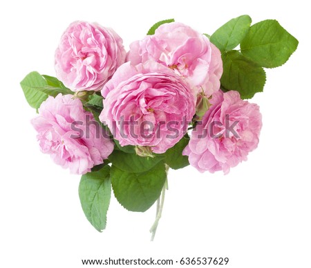 Pink roses bunch closeup isolated on white background