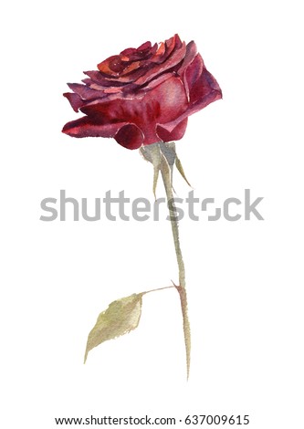 watercolor red rose flower drawing at white paper background