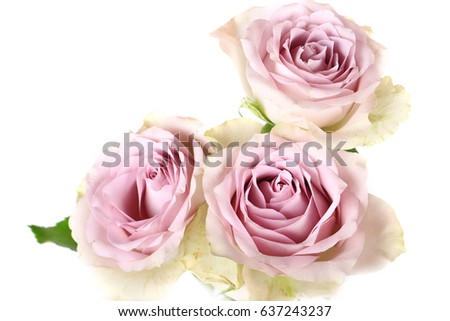 Retro roses shabby chic isolated on white background