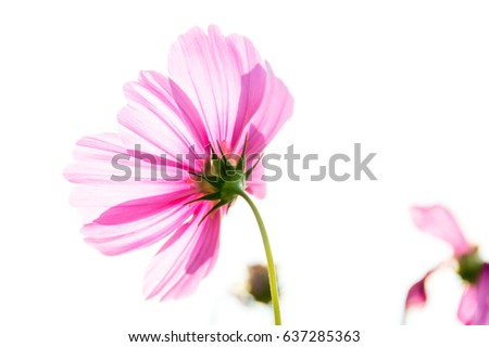 Pink Cosmos which some petals On white background, beautiful flower  
