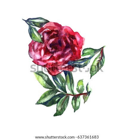 Wildflower rose flower in a watercolor style isolated. Full name of the plant: rose, hulthemia, rosa.