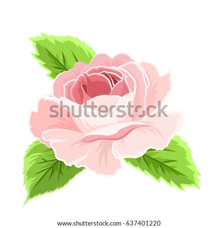 Pink rose flowers hand drawing. Bloom, blossom, stem, leaves. Isolated on white background vector design illustration.