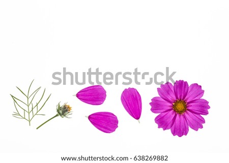 isolated pink cosmos flowers with copy space