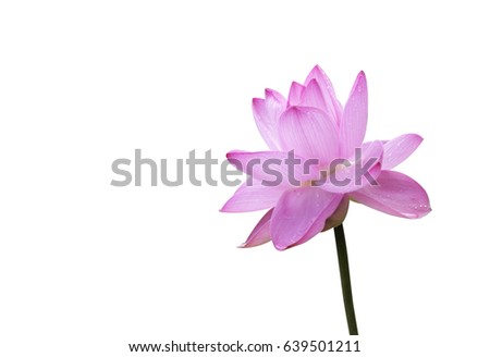  lotus flower blooming on isolated white background