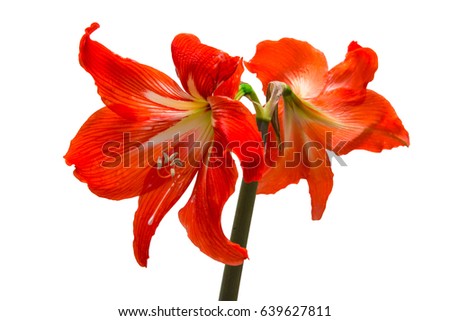 Blooming red hippeastrum close-up. Growing flowers in the home.