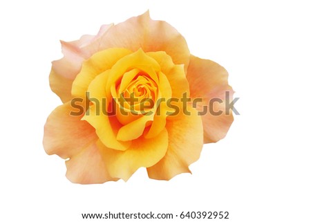 yellow rose white background