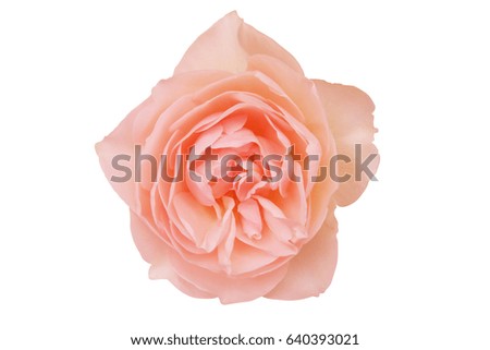 pink rose white background