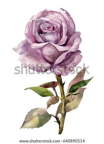 watercolor pink rose on a white isolated background