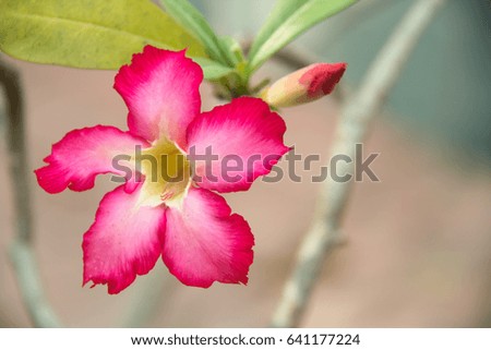 natural flowers Azalea flowers. Impala Lily or Desert Rose or Mock Azalea, beautiful pink flower in garden.