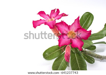 Pink flowers placed on a white background.