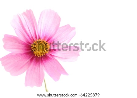 Cosmos from Japan in Autumn