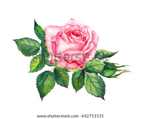 Pink rose with leaves. Watercolor for wedding card