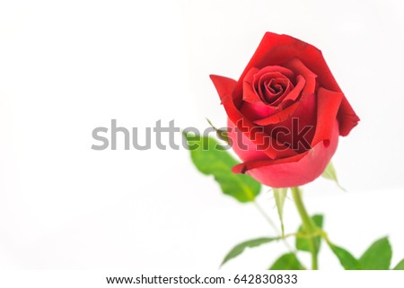 red roses on a white background