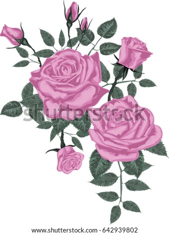 Pink Roses -  Vector Art 