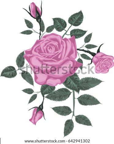 Pink Roses - Vector Art