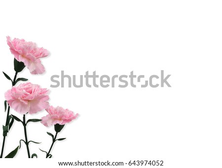 Pink Floral. Carnation flowers isolated on white background. Flat lay, top view