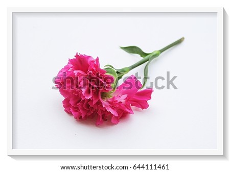 Beautiful pink flower in white vignette frame closeup on white background