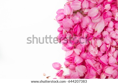Pink flowers petal on white background
