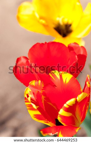 tulip flowers in garden with bright red color