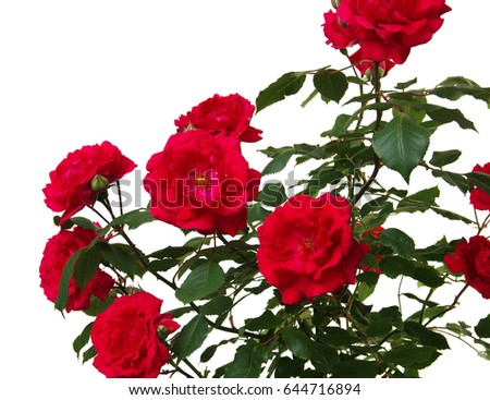 Red roses on white background 