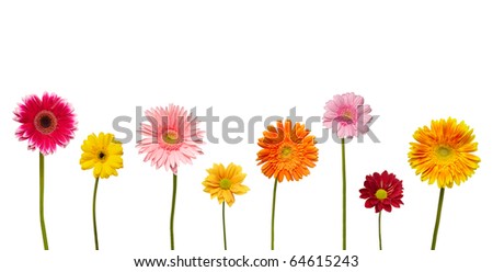 collection of  daisy flower on white background. each one is shot separately