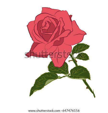 Beautiful branch of pink rose, isolated on white background. Botanical flower silhouette. Flat stylization vintage color. Vector illustration.