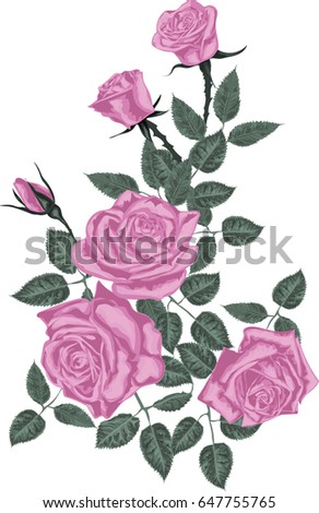 Pink roses - Vector illustration