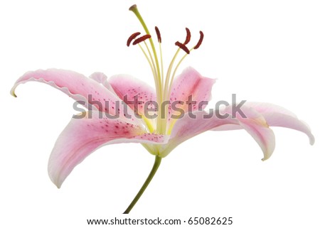 Pink lily flower over white background