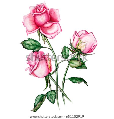 hand drawn style watercolor illustration with pink roses. Poster or banner template.