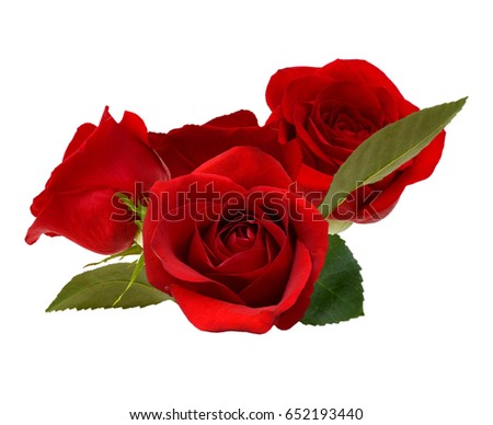 red rose bloom by gift
