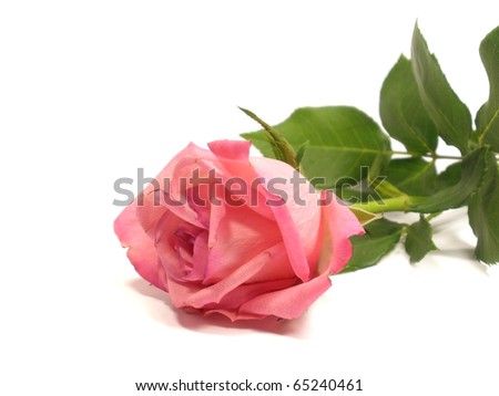 pink rose on the white isolate background