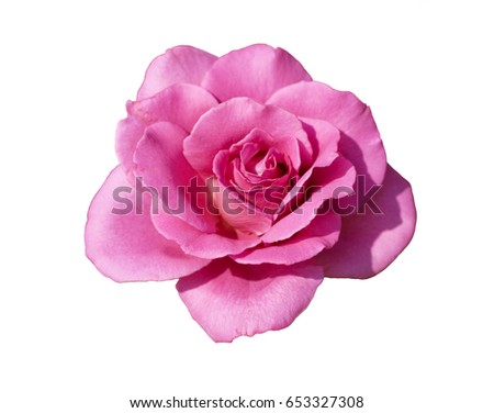 Pink rose head isolated on white