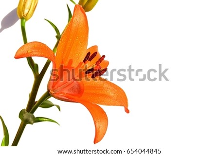 Large orange Lilium flower and buds on white background, drops of water visible on tepals.