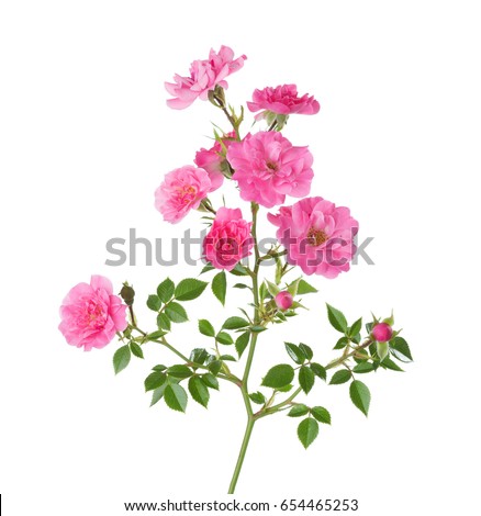 Branch with small  pink roses isolated on white. 