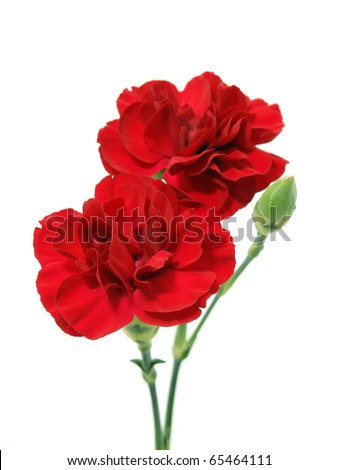 Red carnation flower