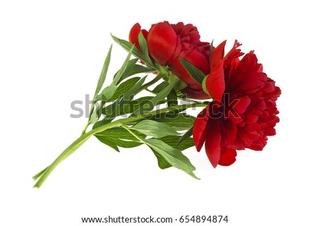 Peony isolated on white background, two beautiful flowers