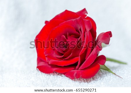Flower rose on white background