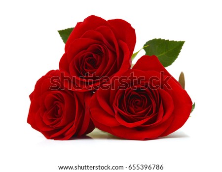 flowers roses isolated on white background 